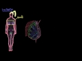 Khan Academy - Breast Anatomy and Lactation