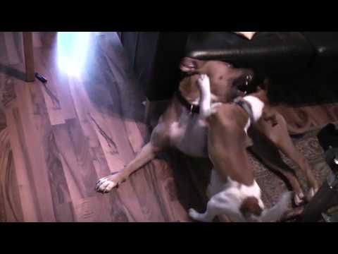 jack russel spiele jack russel spiele