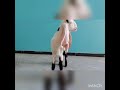 Mahmmed Akber Hyderabadi goat farm gulabi rocket daughter  for sale contact 9059774322