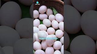 Telur 1000 Tahun Bukan Busuk, Malah Lezat