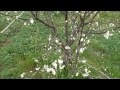 How to prune Plum trees