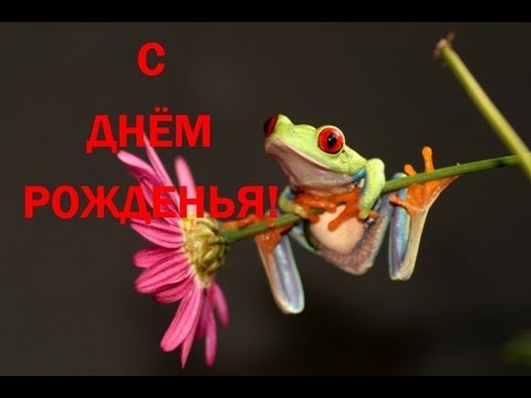 Поздравление с лягушкой 62