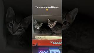 Interesting Pet Videos