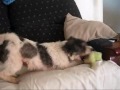 Hamish, Maltese x Jack Russell dog available for adoption