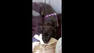 Baby Staffy 9 Weeks Old Rubys First Bark