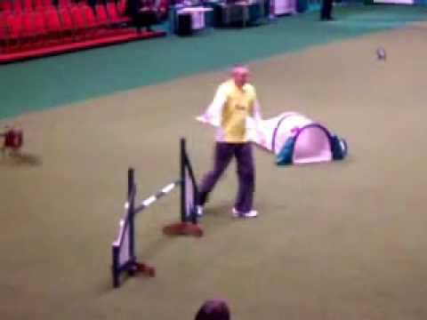 Mark Douglas Wales Agility Crufts 2010