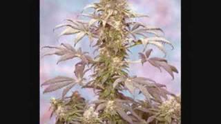whos got the herb 311 whos got the herb 311