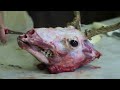 Testa's Tuesday Tip - Skull Care