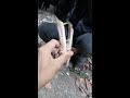 Gà quý hiếm chưa từng có