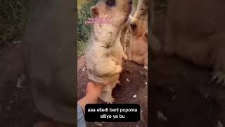 Kimsin Lan Sen Diyen Kunduz