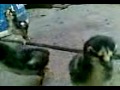 Ngintip Ayam Kampus Mandi images Ngintip Ayam Kampus Mandi