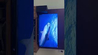 Philips Qled 55 55Pqt810094 With Boat 5.1 5000Da