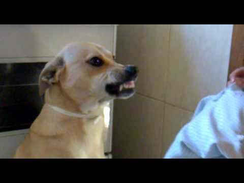 More Hot Pictures From C O Fode Mulher Tarada Por Cachorro Transando