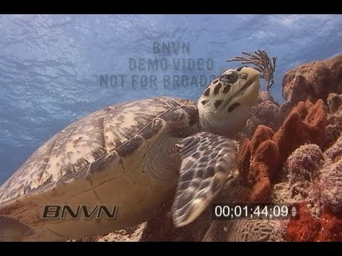 1/24/2007 Cozumel, Mexico Hawksbill Sea Turtle Video