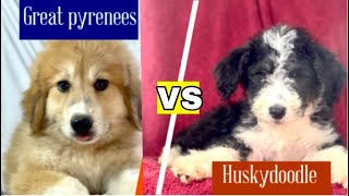 Great Pyrenees vs Huskydoodle