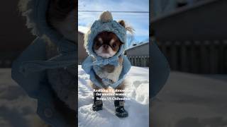 Chihuahua Vs Winter Boots