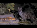 Kola Diviya (හදුන් දිවියා)  - Fishing cat