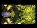 'Flowerform 07' Beth Orton, Love Like Laughter