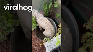 Golden Retriever Takes A Dip In Greenhouse Tub || Viralhog