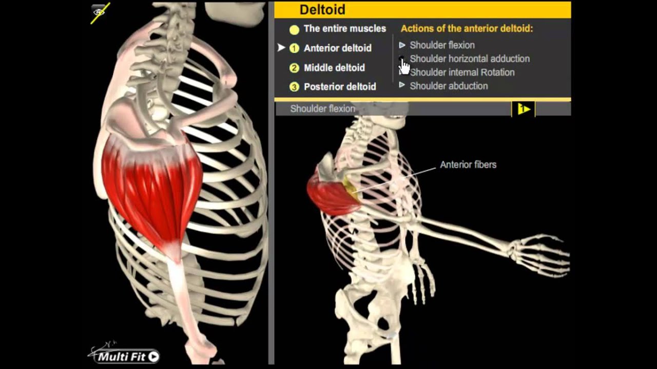 Deltoid Muscle Anatomy and Kinesiology - YouTube