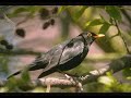 The Beatles - Blackbird