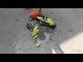 Mari G Crushing Cucumbers II