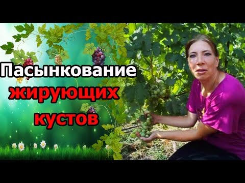 Что делать если виноград жирует