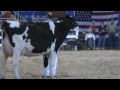 Intermediate Champion - All-American Holstein Show