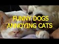 Funny dogs annoying cats - Cute animal compilation