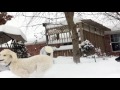 Poodle Snowpocalypse Trailer