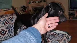 Patterdales Taunting Estacado Obscura. Black Fell Terriers Playing Dogs Ball Chasing