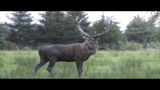 Cerf, Brâme En Forêt De Haute Ardenne Belge, 2008