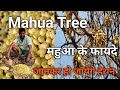 Mahua Tree | Madhuca Logifolia | Benefits of Mahua | महुआ के फायदे | देशी शराब वाला फूल