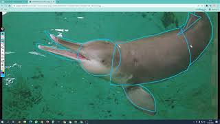 How To Draw Rare Animal The Baiji Dolphin