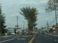 Hilltop Drive Palm Trees Redding California