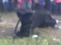 Bantengan Putro Taruno Linggar Jati P T L J Gading images Bantengan Putro Taruno Linggar Jati P T L J Gading