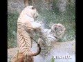 DJ ANDRASH ft. Animals MIX(better version)