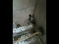 apprivoiser un pigeon ramier