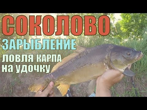 рыбхоз гусак платная рыбалка рыбхоз гусак платная рыбалка