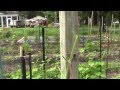 TOMATO PLANT DAMAGE FROM STARLINGS