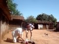 tolega mata o porco