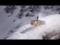 skiing