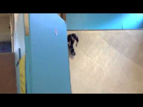 12 year old, Mats Hatlem first backside 540 on a Vert Ramp