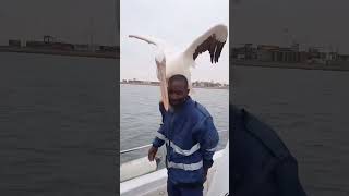An Unusual Seagull
