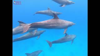 DOLPHINS