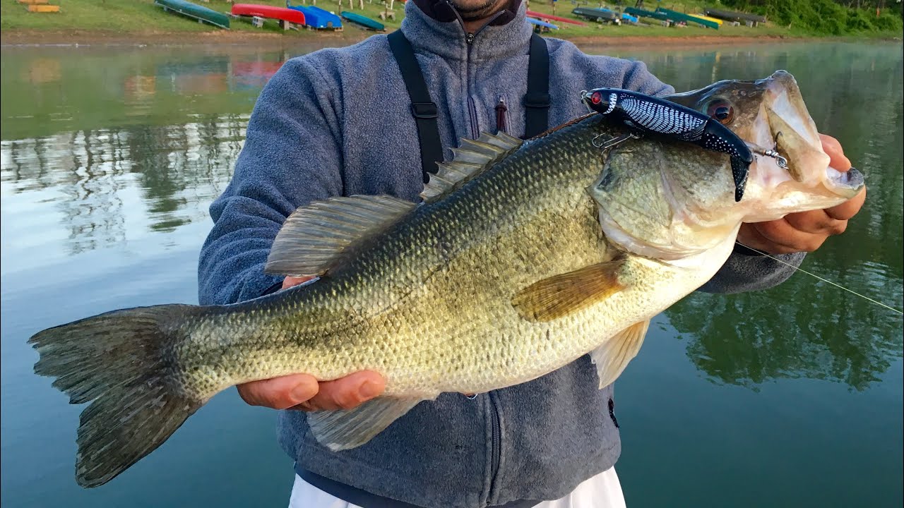 Lake lanier strip bass record