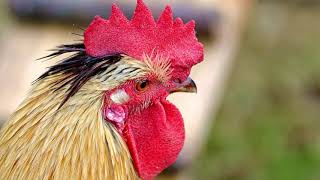 Close Up Video Of A Rooster Head Free Stock Video Copyright Free