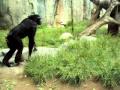 chimpancés enojados - san diego zoo