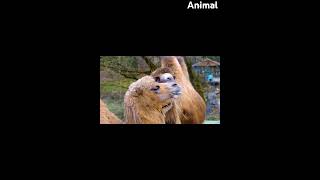Camel Trample In Park উট, পরক পদদলতऊट, परक म रद