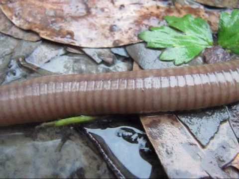 download worlds largest worm download worlds largest worm